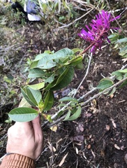 Palicourea angustifolia