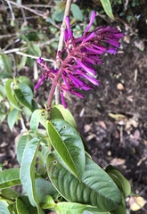 Palicourea angustifolia