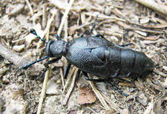 Meloe proscarabaeus
