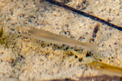 Couesius plumbeus