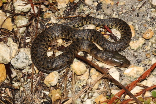 Florida Green Watersnake