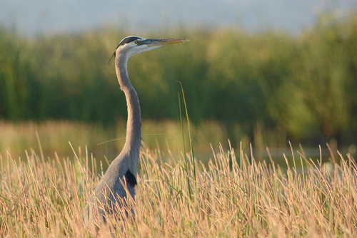 Ardea herodias image
