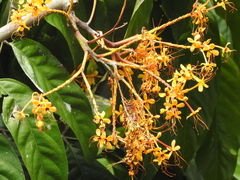 Saraca indica