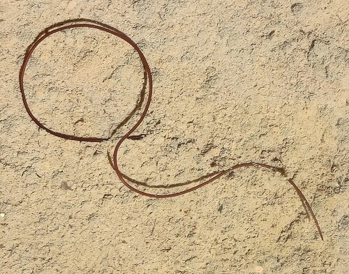 Paragordionus