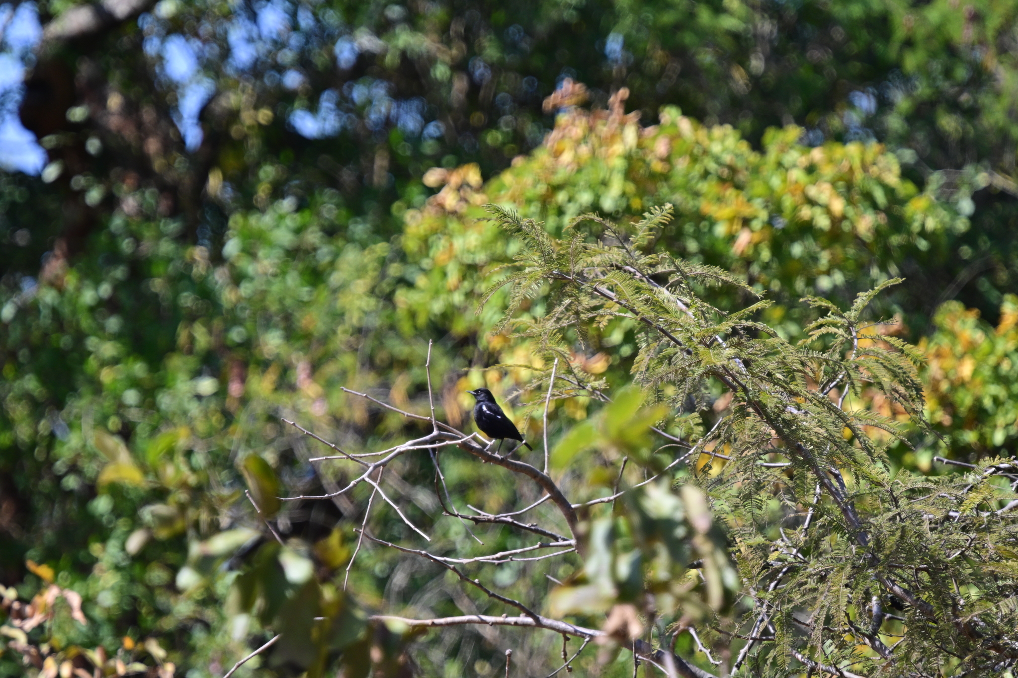 Sooty Chat (Myrmecocichla nigra), photo 3