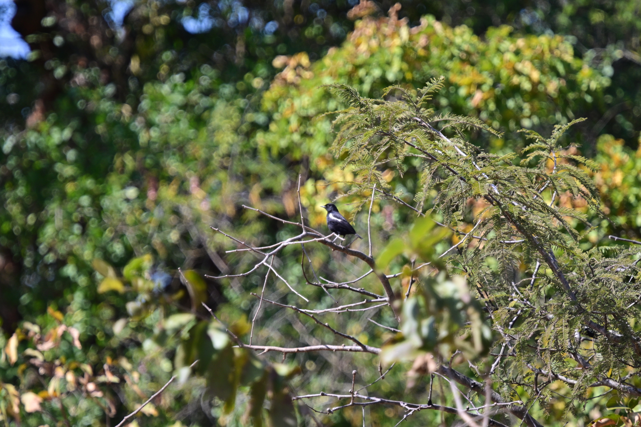 Sooty Chat (Myrmecocichla nigra), photo 4