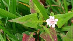 Persicaria runcinata