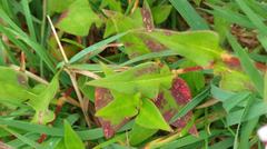 Persicaria runcinata