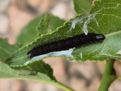 Syricoris lacunana nuotrauka