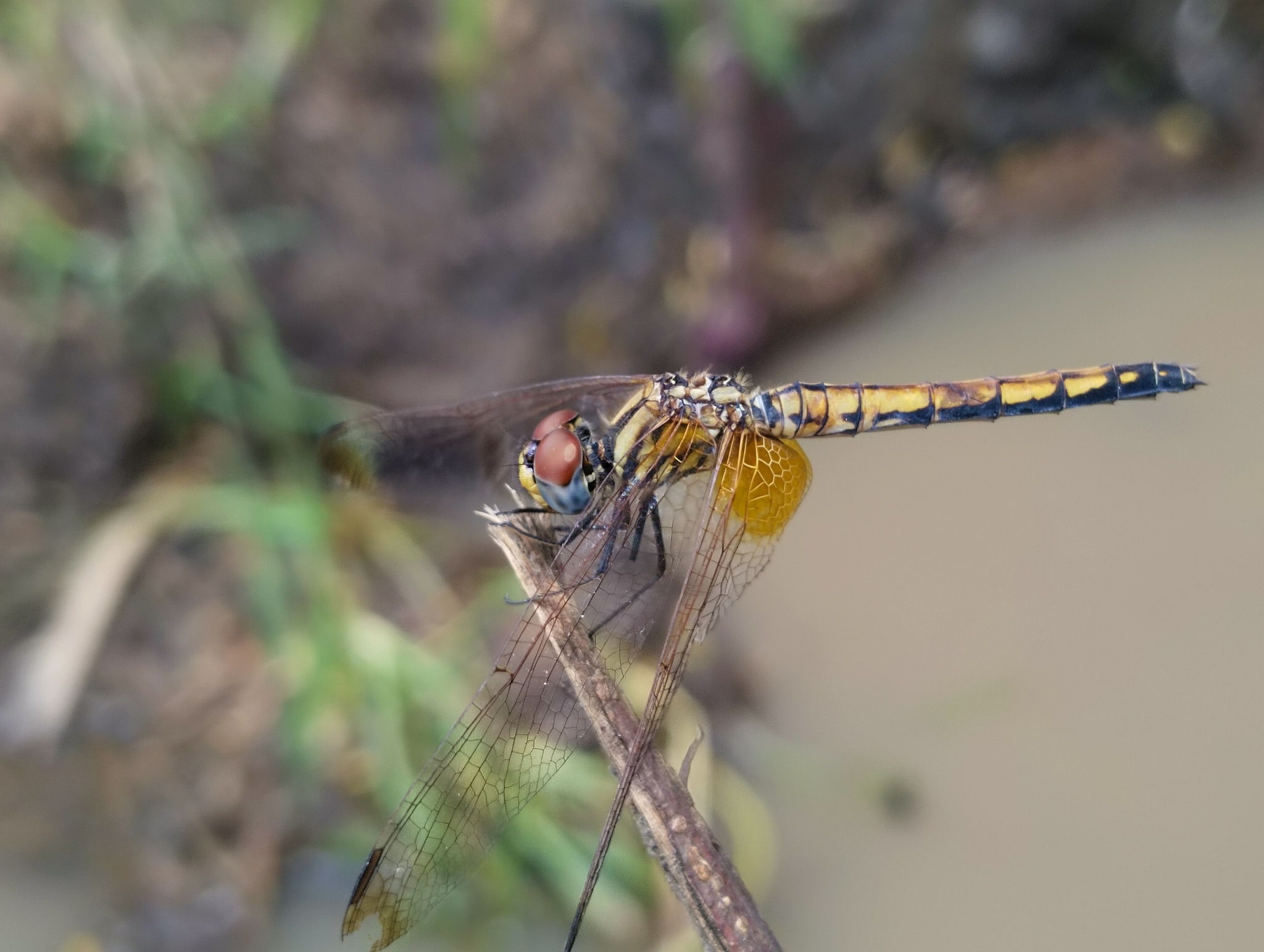 Crimson Marsh Glider