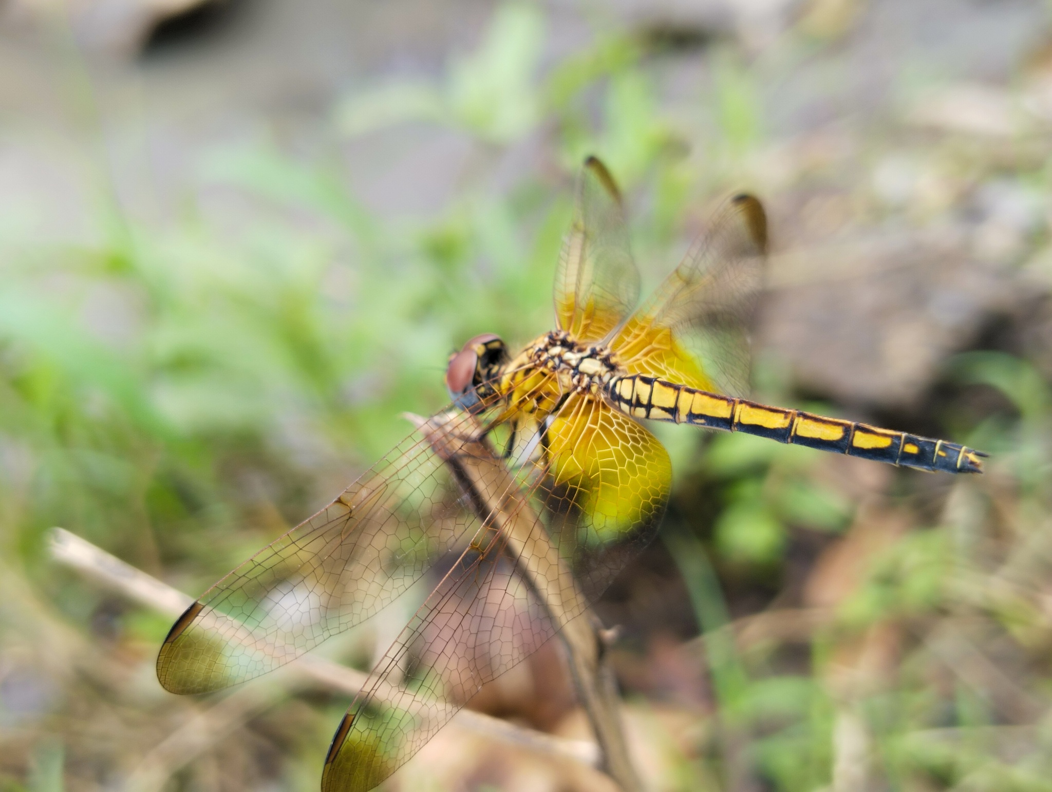 Crimson Marsh Glider