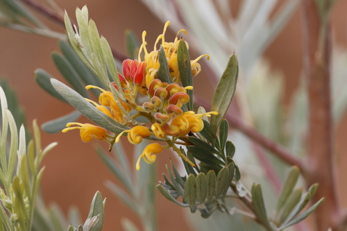 silver-leaf grevillea (Grevillea refracta)