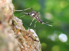 Toxorhynchites splendens