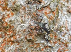 Toxorhynchites splendens