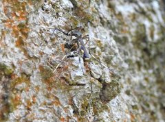 Toxorhynchites splendens