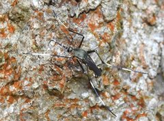 Toxorhynchites splendens