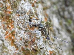 Toxorhynchites splendens