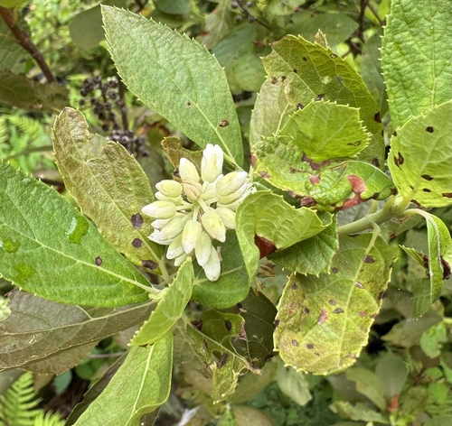Clethra alnifolia