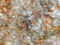 Toxorhynchites splendens