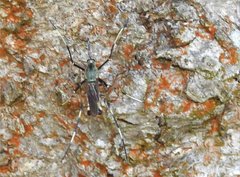 Toxorhynchites splendens