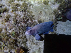Rypticus saponaceus