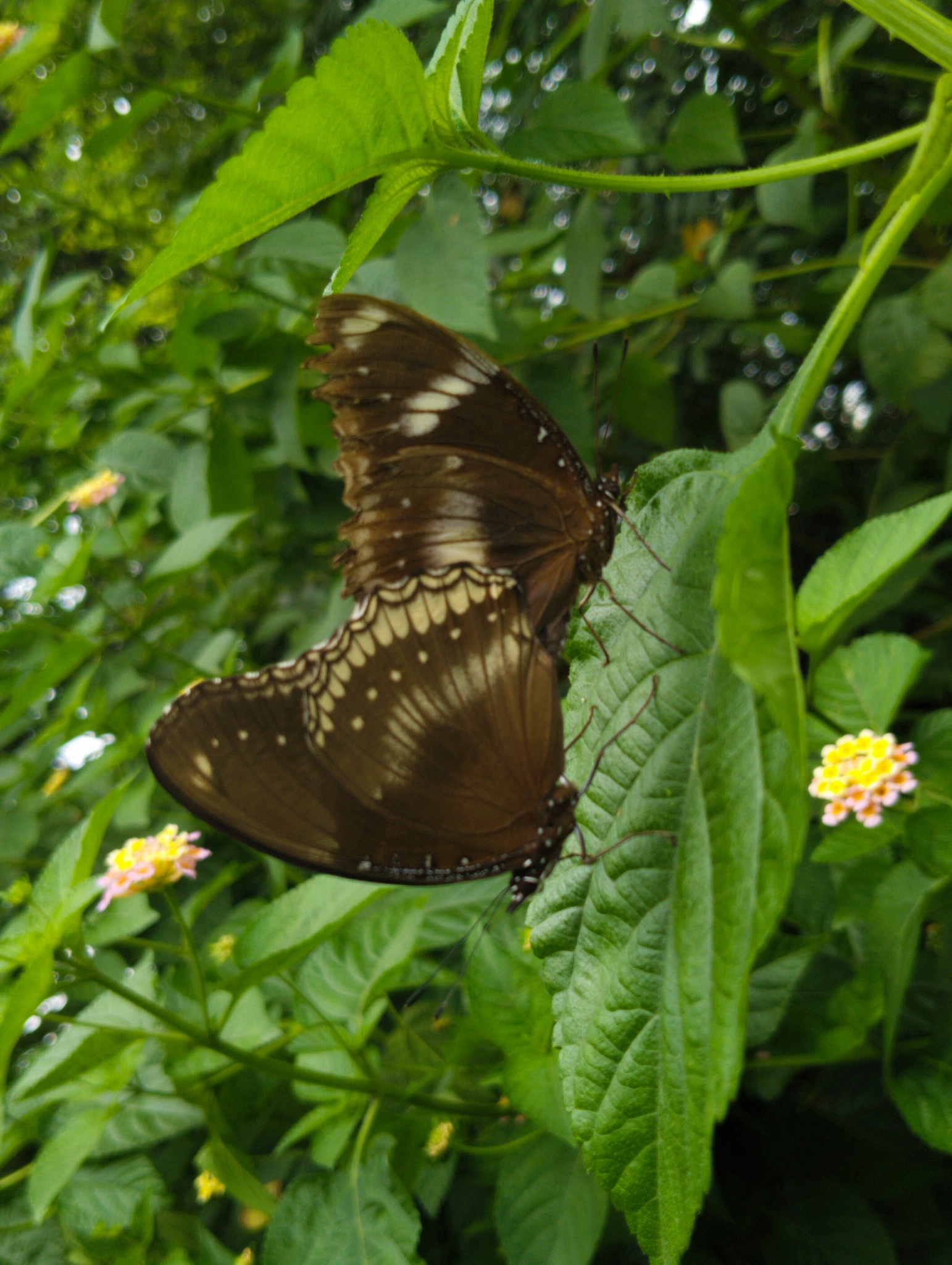 Great Eggfly