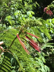 Calliandra houstoniana calothyrsus