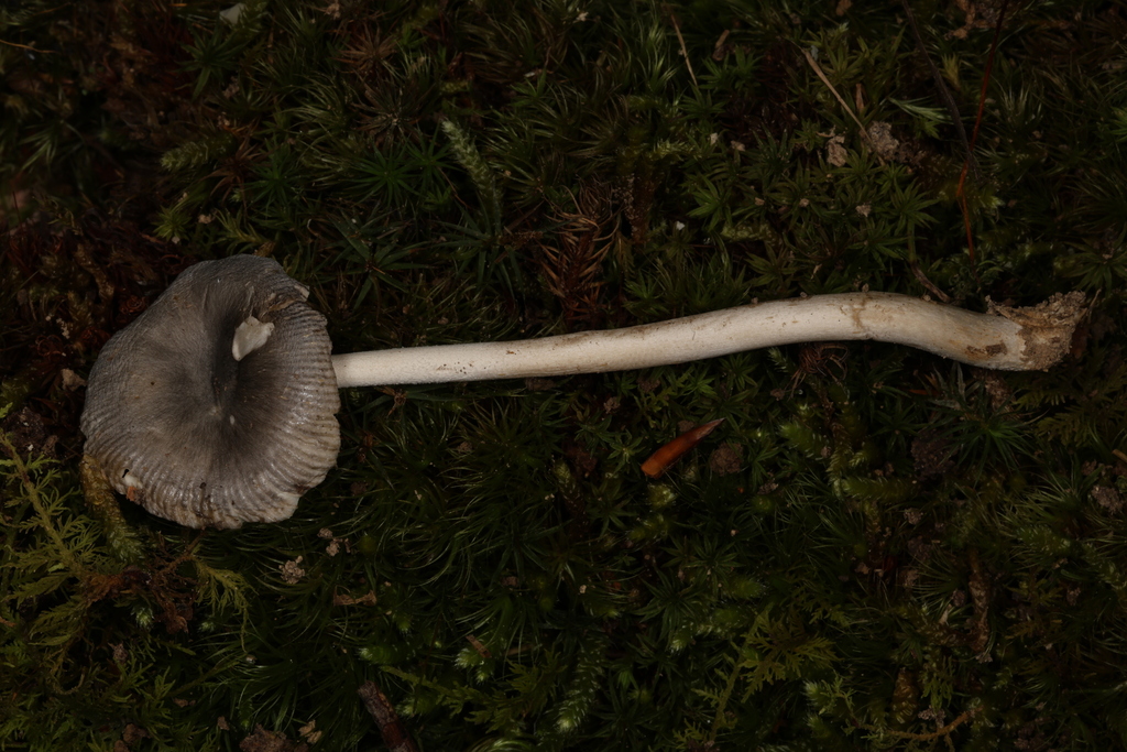 Amanita sp. 'coprinopsoides'