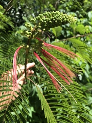 Calliandra houstoniana calothyrsus