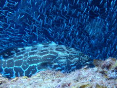 Mycteroperca bonaci
