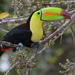 Keel-billed Toucan - Photo (c) jorgedangel, some rights reserved (CC BY-NC), uploaded by jorgedangel
