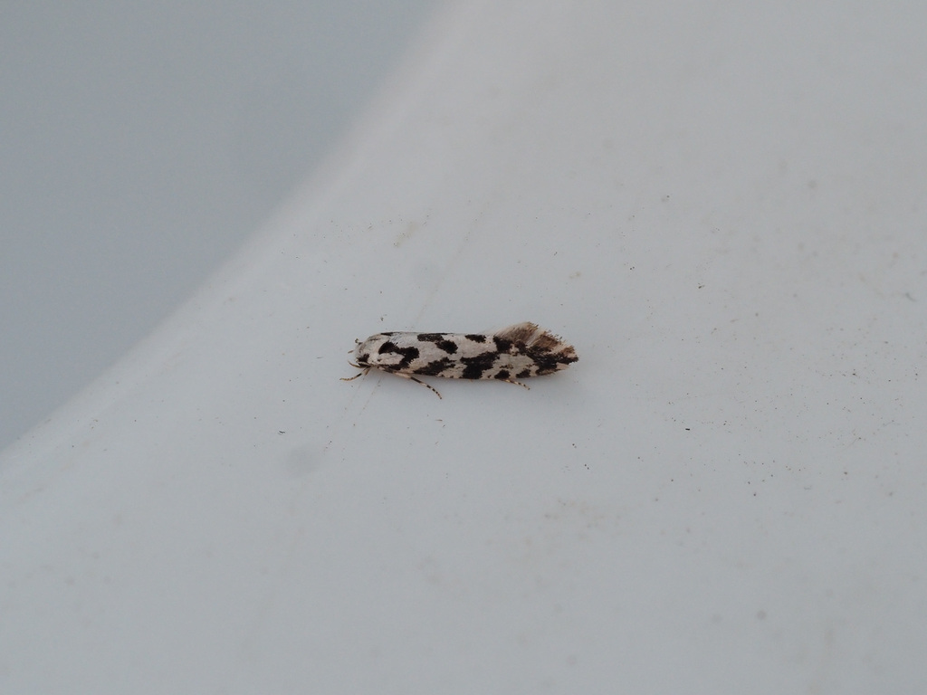 Nemapogon nigralbella