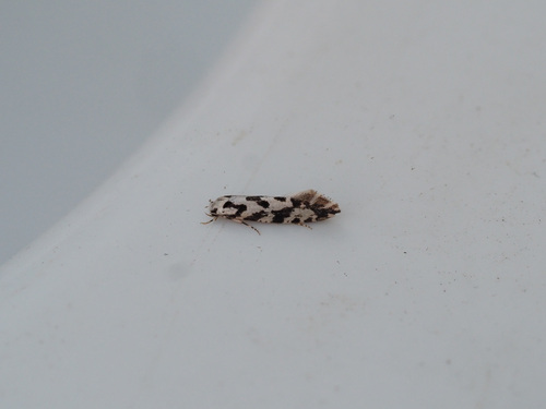 Nemapogon nigralbella
