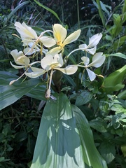 Hedychium flavum