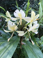 Hedychium flavum