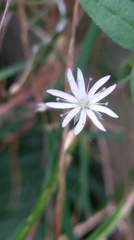 Stellaria vestita