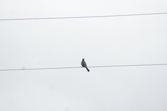 Carpodacus pulcherrimus