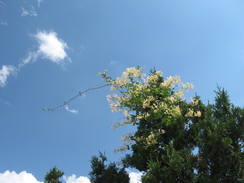 Etruscan Honeysuckle
