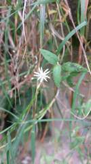 Stellaria vestita