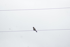 Carpodacus pulcherrimus