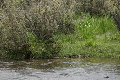 Carpodacus pulcherrimus