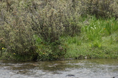 Carpodacus pulcherrimus