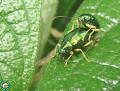 Colaspis laeta