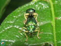 Colaspis laeta