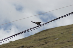 Trochalopteron henrici