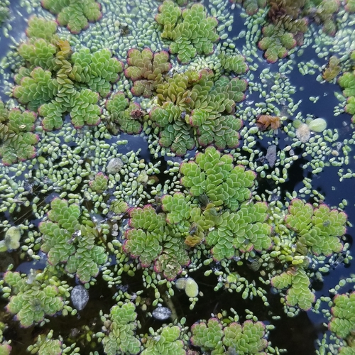 Azolla (LIFE medCLIFFS) · iNaturalist