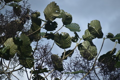 Elaeagia utilis