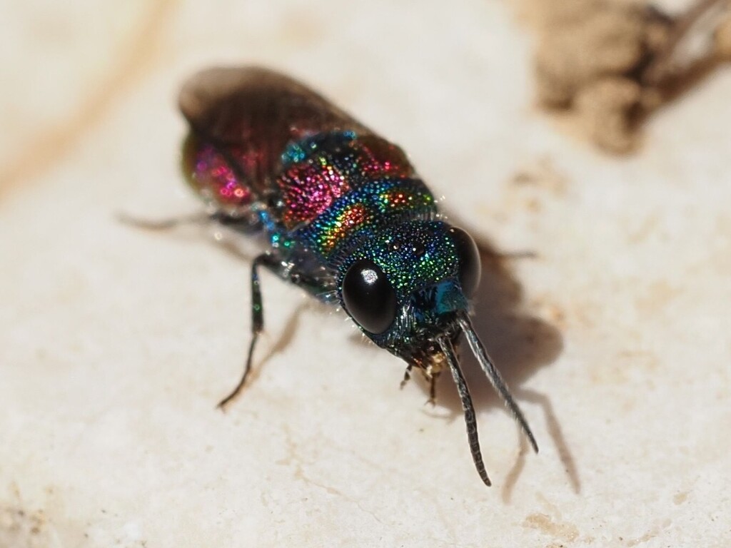 Chrysis grohmanni