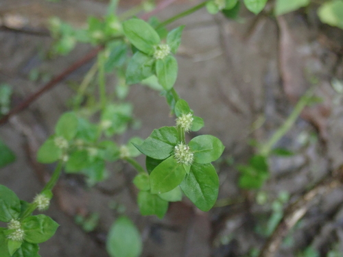 Spermacoce exilis