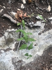 Lithospermum helleri